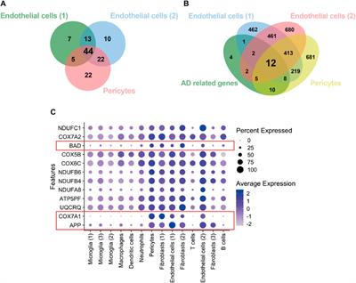 Single-cell transcriptome profiling highlights the role of APP in blood vessels in assessing the risk of patients with proliferative diabetic retinopathy developing Alzheimer’s disease